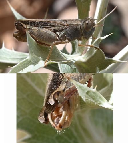Calliptamus barbarus barbarus
